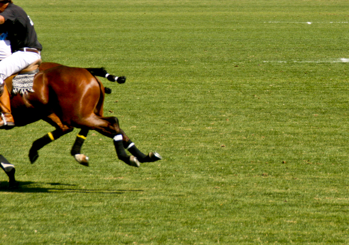 horses polo fields Santa Barbara mountains open field