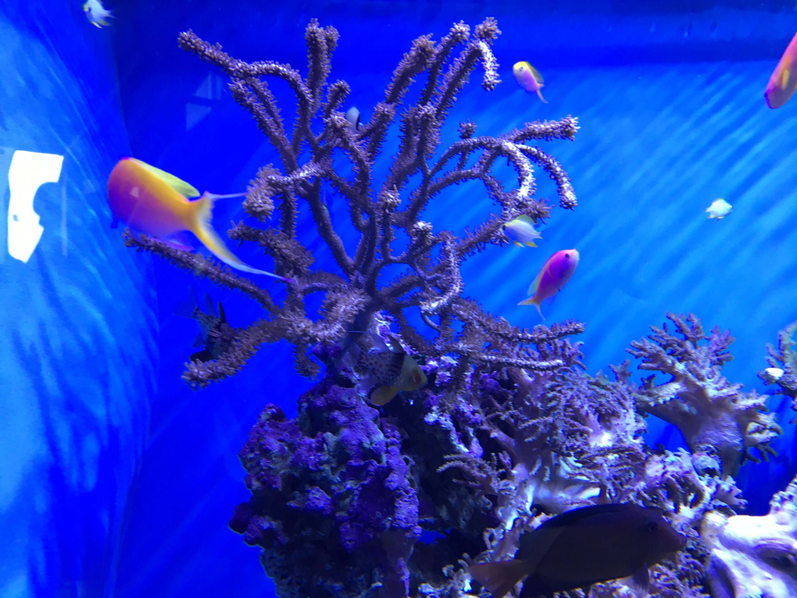 stearns wharf maritime museum touch tanks sea center exhibits