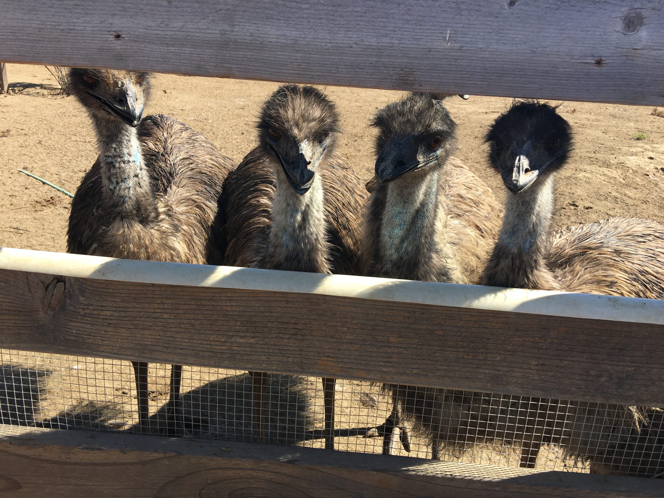 santa ynez ostrich farm animals attraction valley